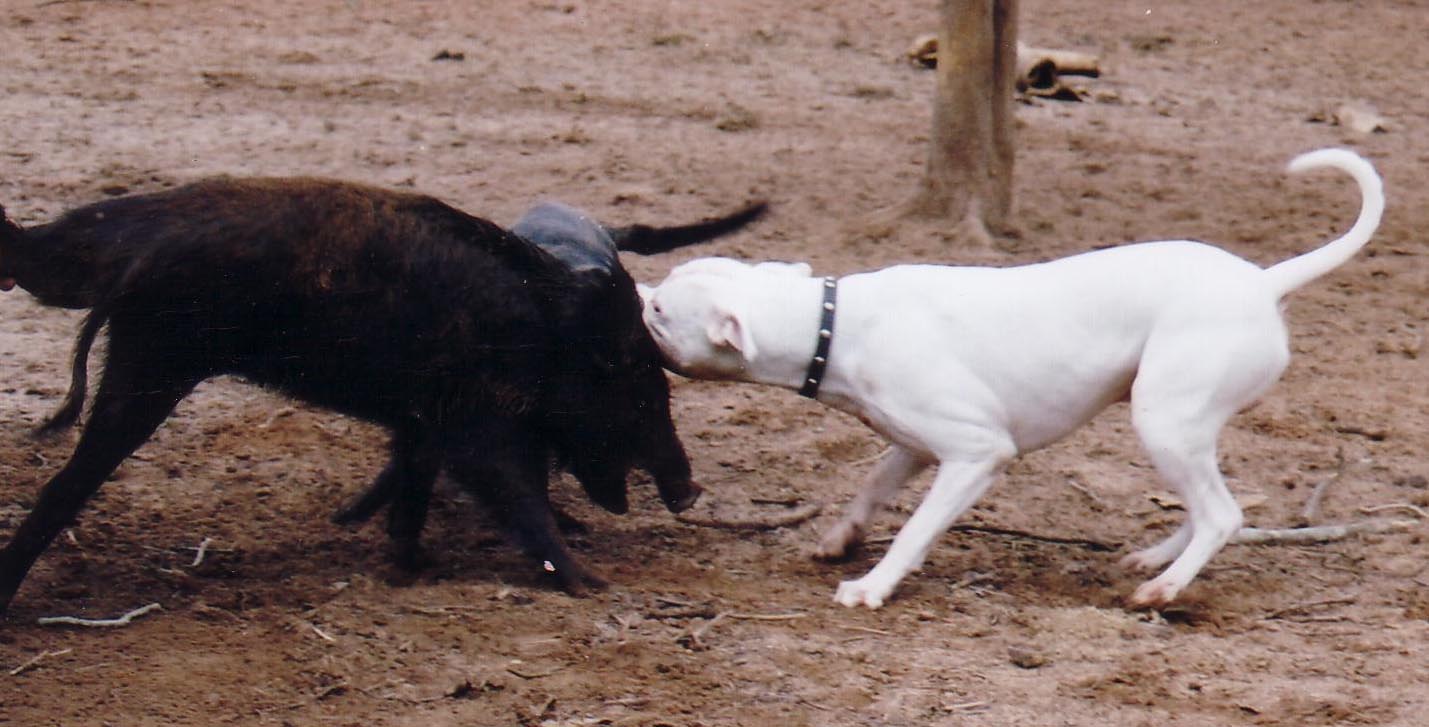 American bulldog hog sales hunting